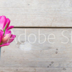 tulpenstrauß vintage