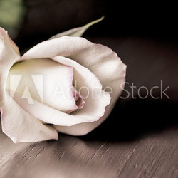 Vintage Rose