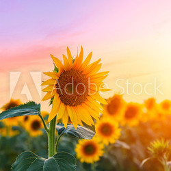 Sunflower field