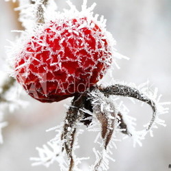 Hagebutte im Winter