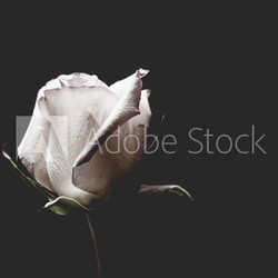 Single White Rose