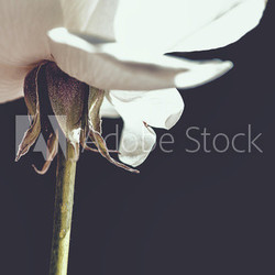 White Rose