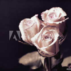 Vintage Roses