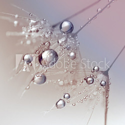 Beautiful dew drops on a dandelion seed macro.  Beautiful blue background. Large golden dew drops on a parachute dandelion. Soft dreamy tender artistic image form.
