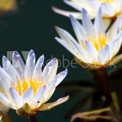 hellblaue Seerosenblüten / water lily blossoms