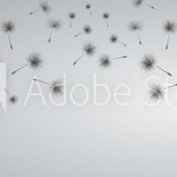Dandelion on grey background. Flying spores. Concept of wishing, tenderness and summer time.