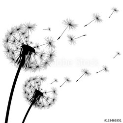 black silhouette of a dandelion on  white background