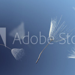 flying dandelion seeds on a blue background