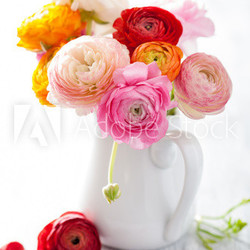 beautiful ranunculus flowers in vase over white