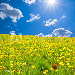 Blumenwiese