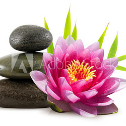 Composition zen, pierres, lotus et bambou