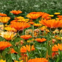 Blumenwiese Panorama
