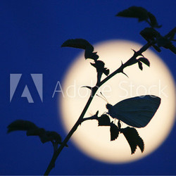 Ein Weißling vor dem aufgehenden Mond