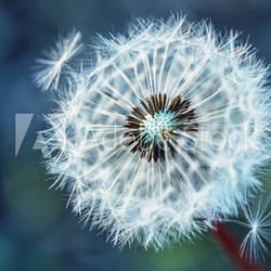 Dandelion. Dandelion fluff. Dandelion tranquil abstract closeup art background.