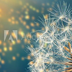 Close-up of dandelion seeds on blue natural background