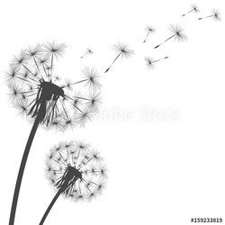 Silhouette of a dandelion