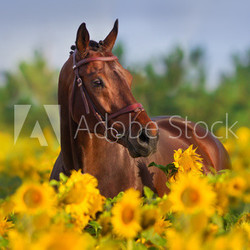 Bay horse in bridle in sunflowers
