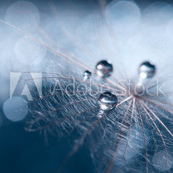 A beautiful and artistic image of a dandelion with drops on a blue background.