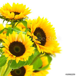 image d'une fleur de tournesol isolé sur fond blanc