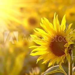 Sunflower on a meadow in the light of the setting sun