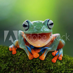 Tree frog, flying frog laughing