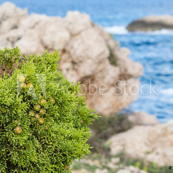Vegetation am Meer