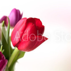 Beautiful colorful tulips on tender pink background