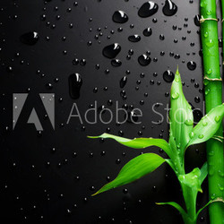 Bamboo over Black