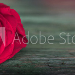 Dark red rose on green old shabby wood