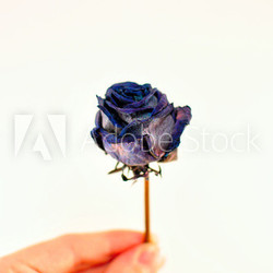 blaue rose