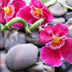 Orchideenblüten auf Kieselsteinen
