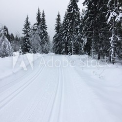 Winter landscape.