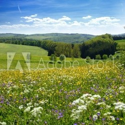 Blumenwiese