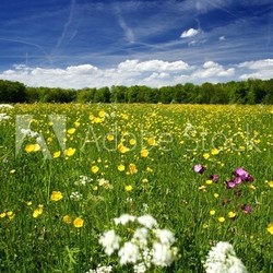 Blumenwiese