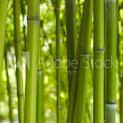 Bambus Bamboo 06