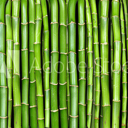 bamboo
