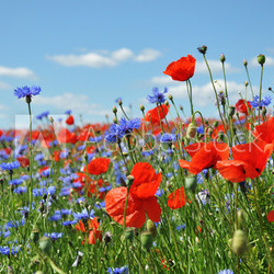 Feldblumen am Wegesrand