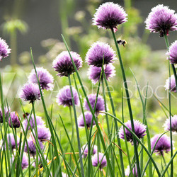 Blumenwiese