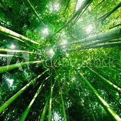 Bambou zen forêt