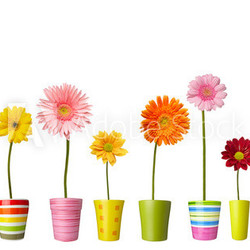 flower nature garden botany daisy bloom pot