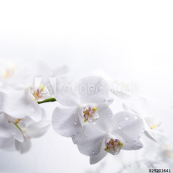 white orchid on the water