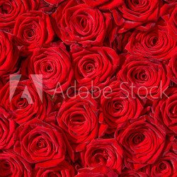 Rote Rosen, Symbol für Liebe, Edelrosen, Hochzeit