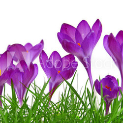 frühling