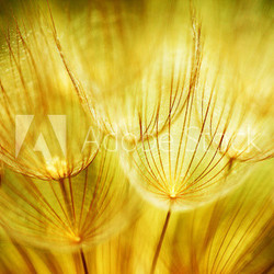 Soft dandelion flowers
