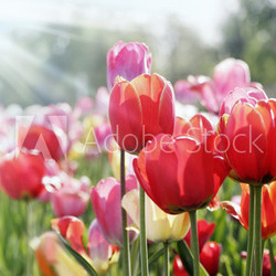 frühlingssonne auf tulpenbeet