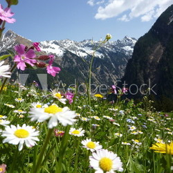 Blumenwiese mit Gebirge im Hintergrund