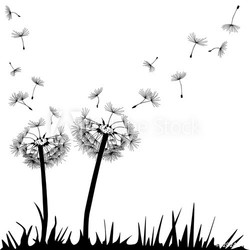 Pusteblume
