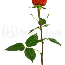 scarlet rose