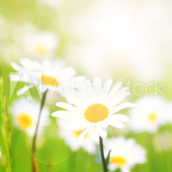 Blumenwiese