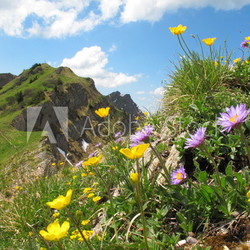 Bergblumen am Hang